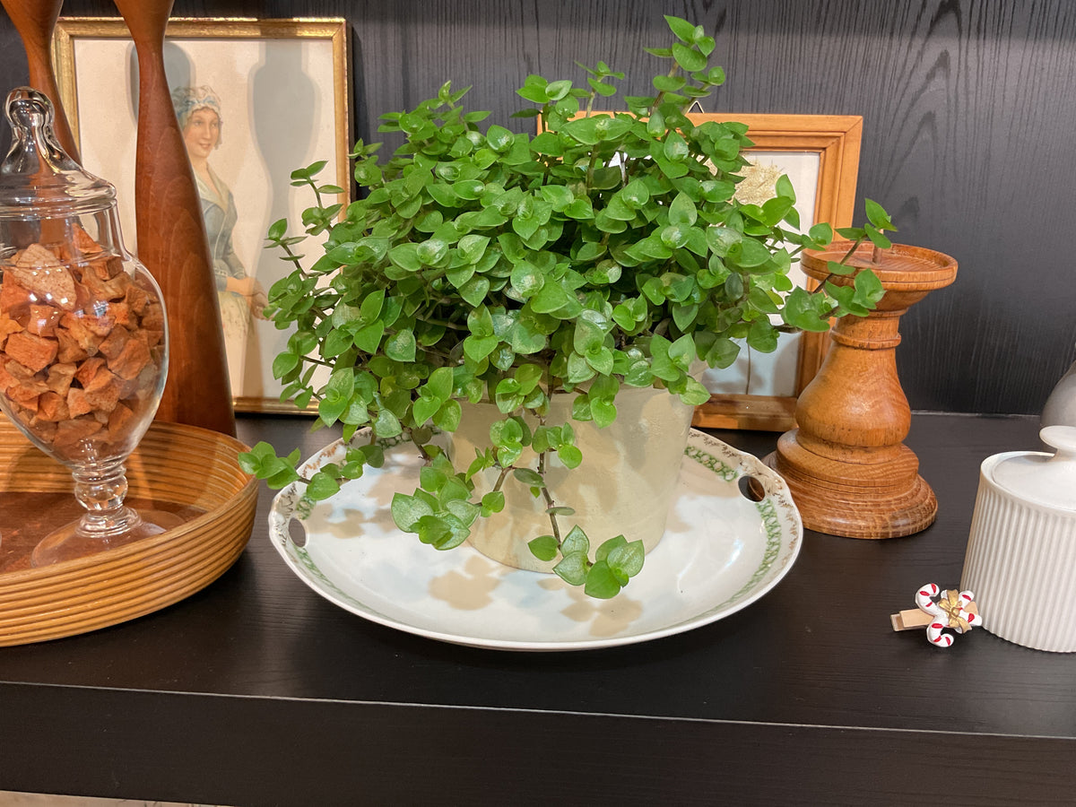 Plant met pot